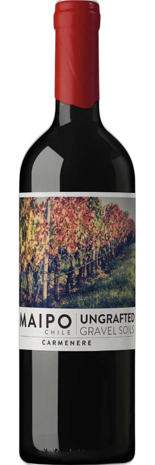 Ungrafted Carmenere