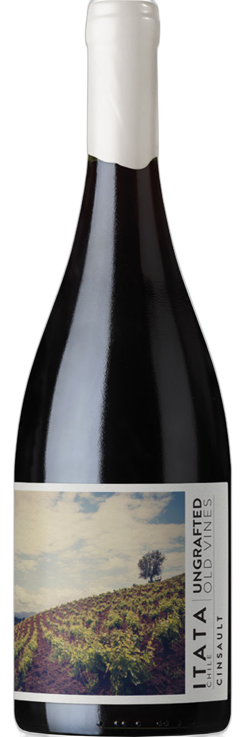 Ungrafted Cinsault