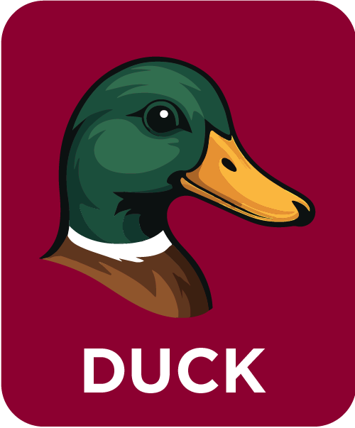 Duck