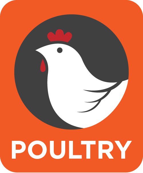 Poultry (Chicken or Turkey)